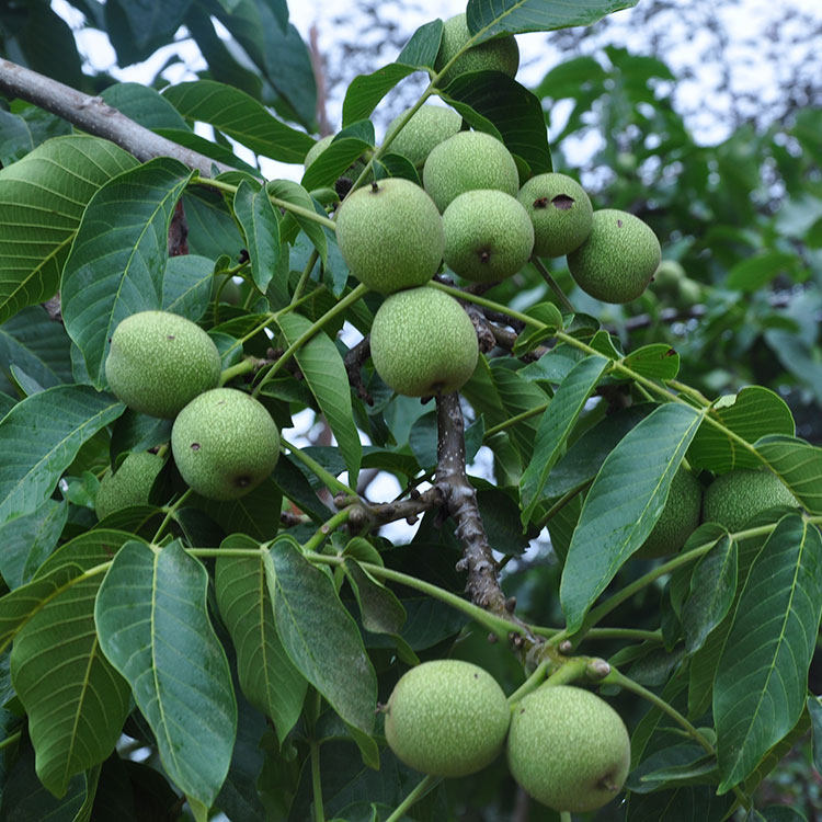 核桃树苗核桃树新品种美国碧根果树嫁接当年结果果树