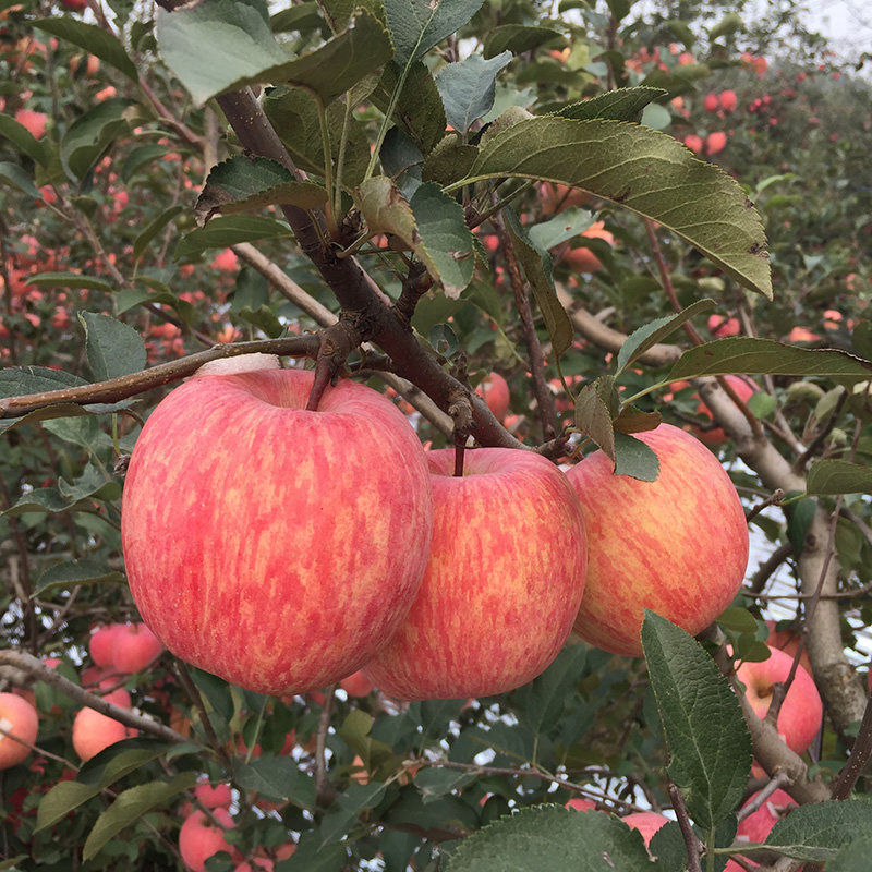 新品种昌阳红苹果苗果树树苗南北方种植盆栽地栽果树
