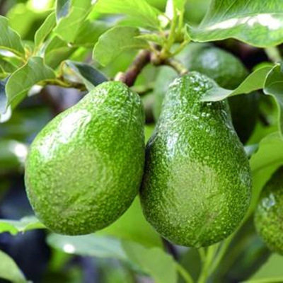 牛油树苗果树南北方种植嫁接鳄梨墨西哥哈斯果苗果树