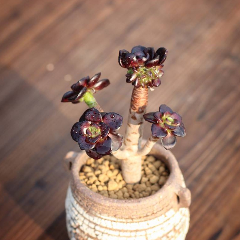 小黑豆法师多肉植物多头巨型稀有超萌肉肉绿植多肉植物