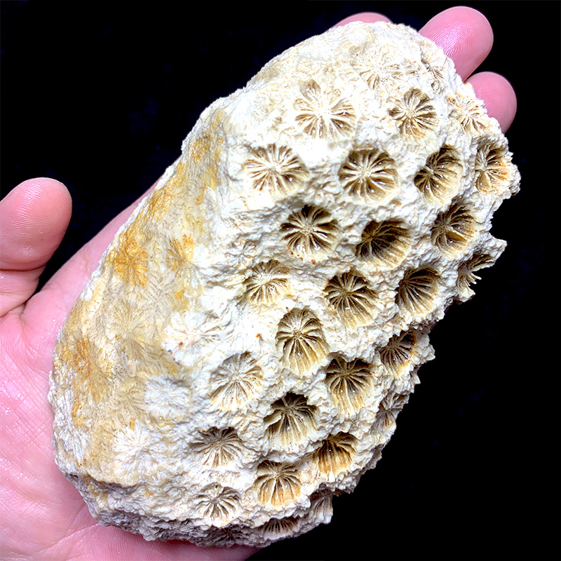 天然菊花石珊瑚玉化石摆件水晶原石大颗粒办公室桌面摆件标本矿石