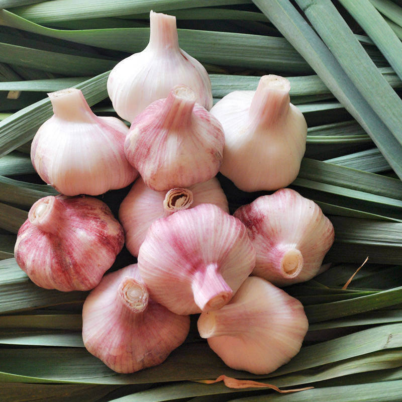新鲜大蒜河南紫白皮大蒜头带箱5斤红皮鲜蒜湿蒜腌糖醋蒜净重4.5斤
