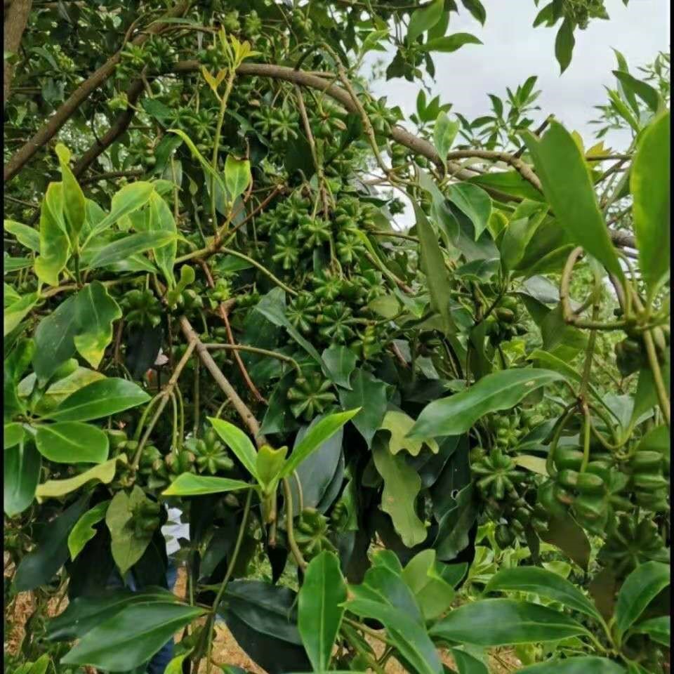 八角嫁接广西树苗矮化大红茴香果苗带叶果树