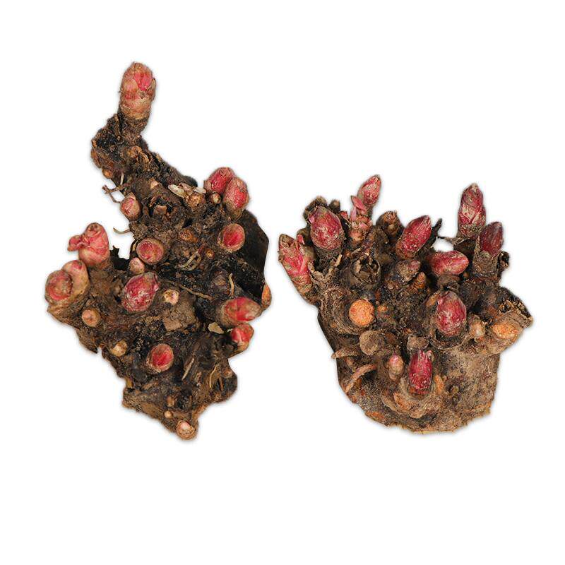 1颗芍药根块四季盆栽花苗耐寒绿植冬天种的花卉