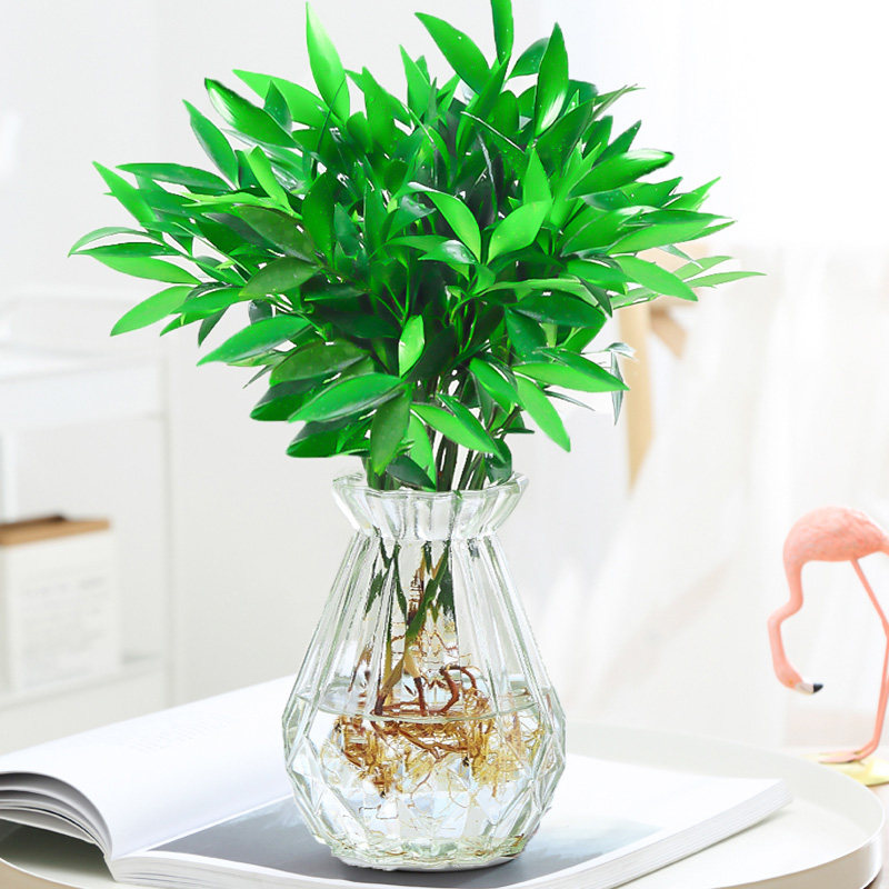 驱蚊水培竹柏盆栽富贵竹水养植物室内客厅绿植绿植