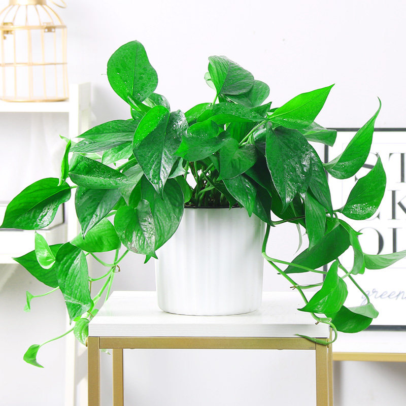 绿萝水培吊兰室内花卉大绿箩桌面小盆栽绿植物绿罗花包邮
