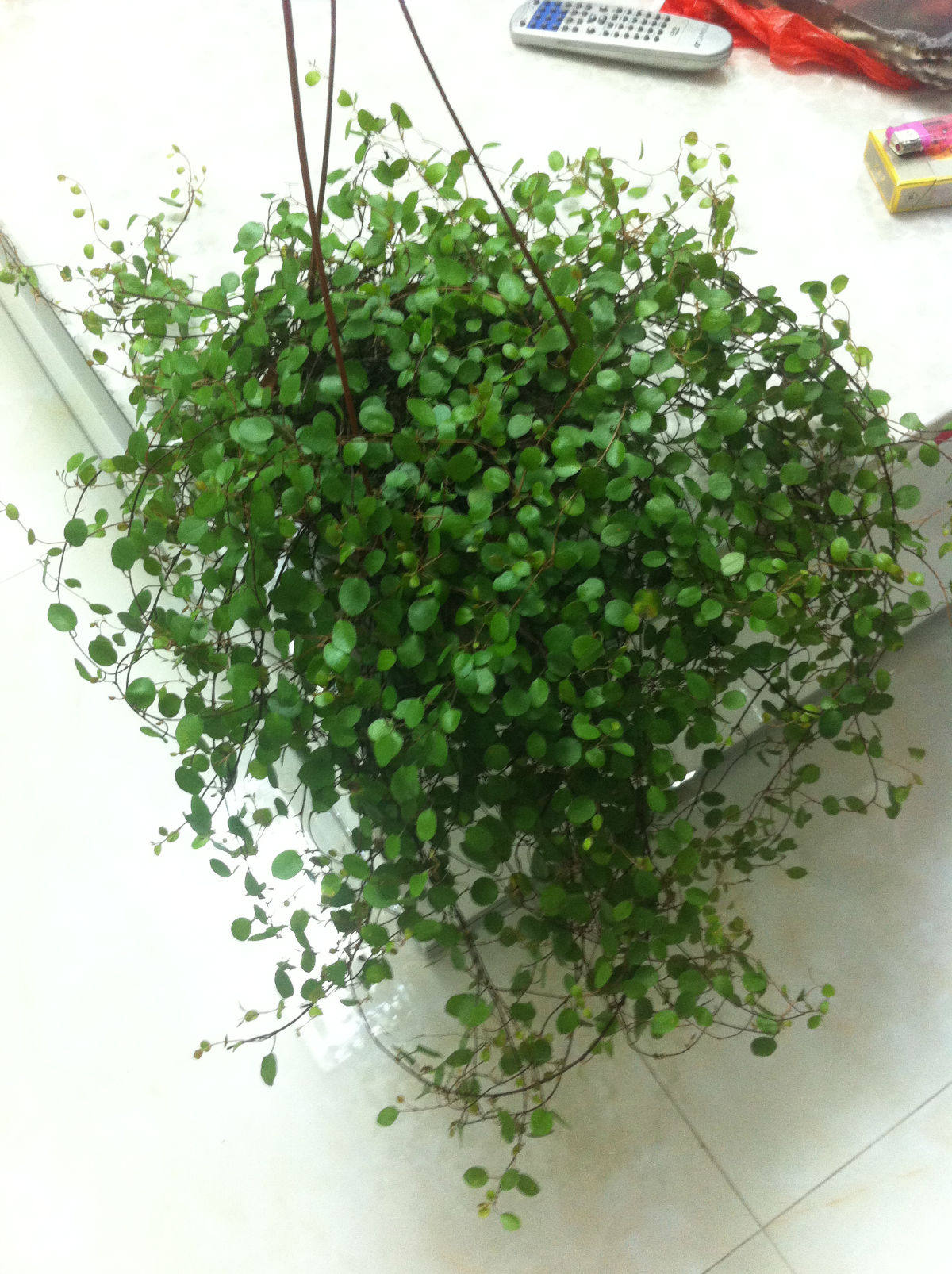 盆栽壁挂式千叶吊兰阳台室内四季常青绿植花卉绿植