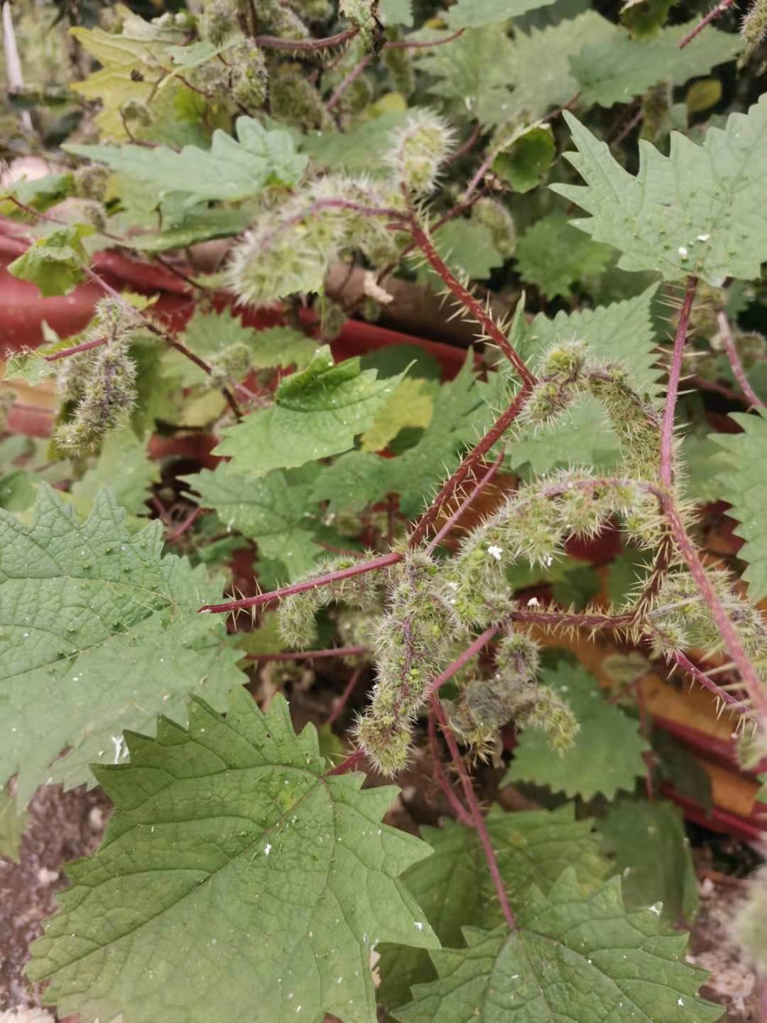 四川遂宁现采新鲜红火麻红杆荨麻草新鲜藿麻苗 根 茎红禾麻红活麻