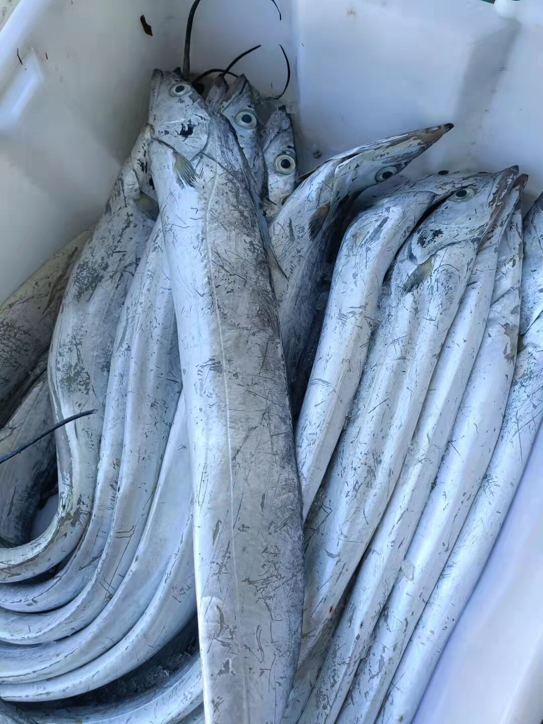 带鱼吕四小眼睛油带雷达网带新鲜整条老鹰带礼带鱼