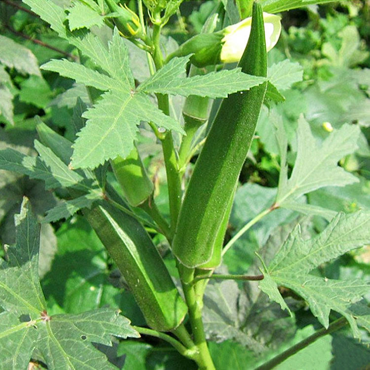 黄秋葵苗种苗苗秧春季四季红秋葵苗种子籽蔬菜种孑阳台盆栽夏秋秧