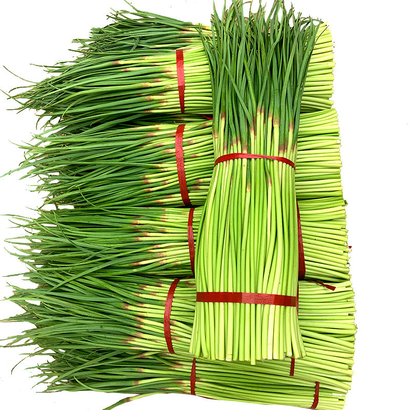 露天蒜苔新鲜5斤农家蔬菜蒜台蒜毫蒜薹蒜苗新鲜蒜苔