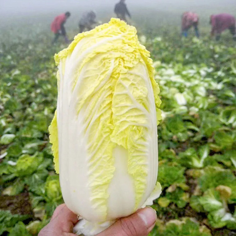 特价甩卖新鲜娃娃菜农农家菜黄心鲜嫩小白菜现摘其它
