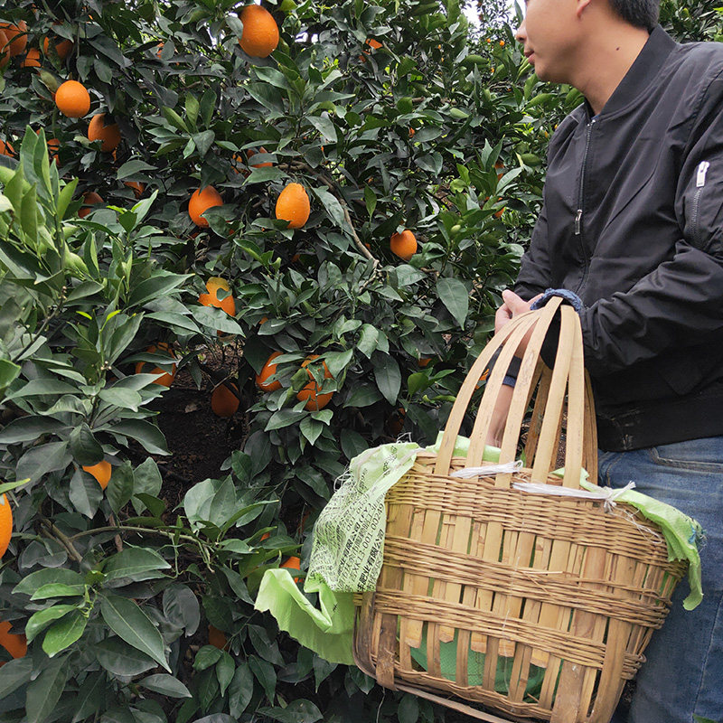 夔原敏奉节脐橙纽荷尔5斤新鲜包邮长虹10非赣南正宗现摘现发水果