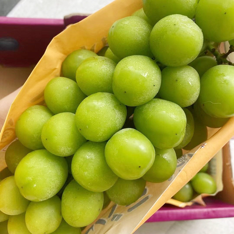 提子进口王进口引种日本云南阳光水果新鲜葡萄葡萄