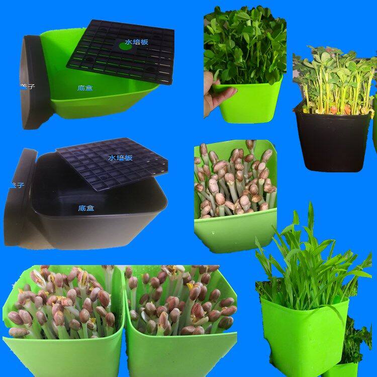 花生芽水盒子种植培箱芽苗菜育苗盘家用水培盒育苗盘