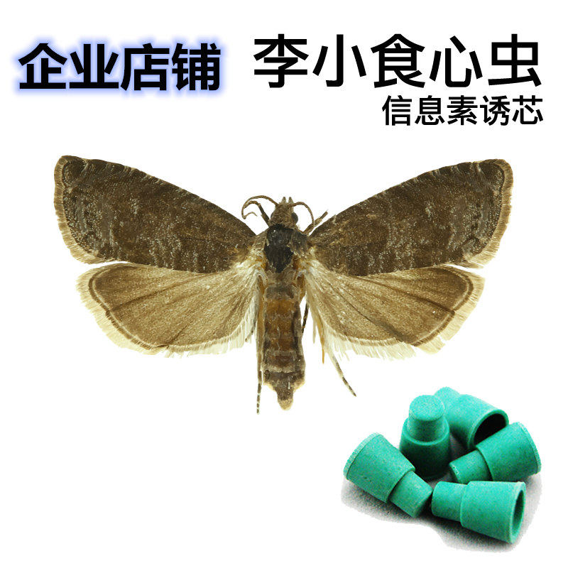 李小食心虫信息素诱昆虫性诱剂果树果园李子钻心虫其它农用工具