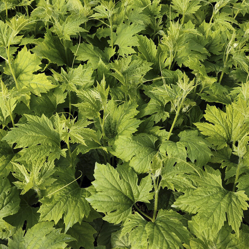 苹果苦瓜苗秧新鲜非嫁接幼苗春季水果盆栽植物四季种植蔬菜苗包邮