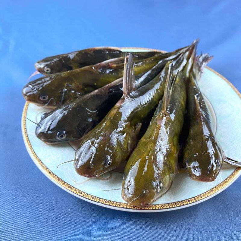 生态淡水鱼生昂刺鱼嘎鱼黄颡鱼黄辣丁黄骨鱼500g鲜活淡水鱼类