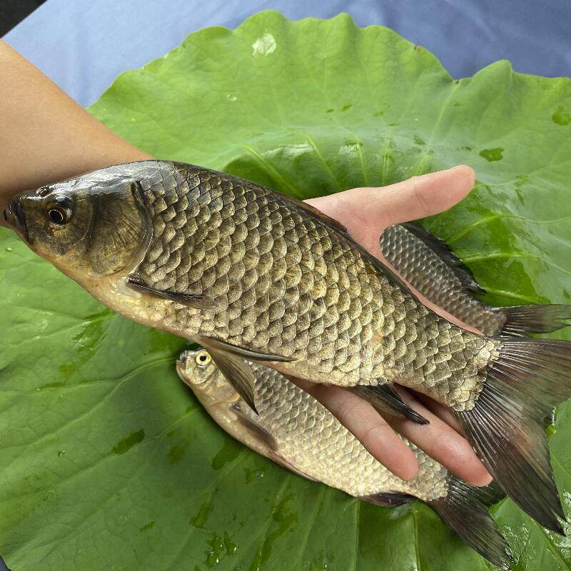 农家生态淡水鲫鱼2斤鲜活活现新鲜淡水鱼孕妇淡水鱼类