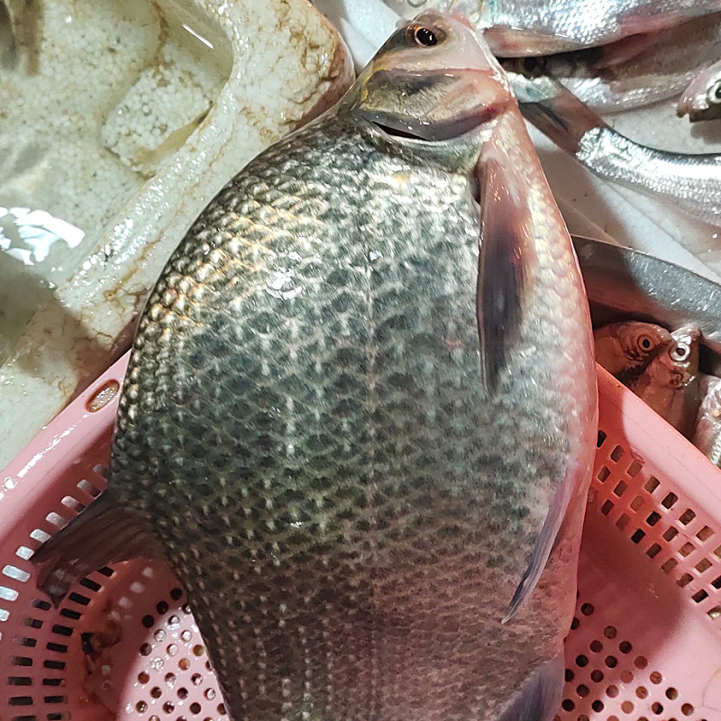 湖北鳊鱼1斤500g净膛新鲜特产活现鲜活昌鱼淡水鱼类