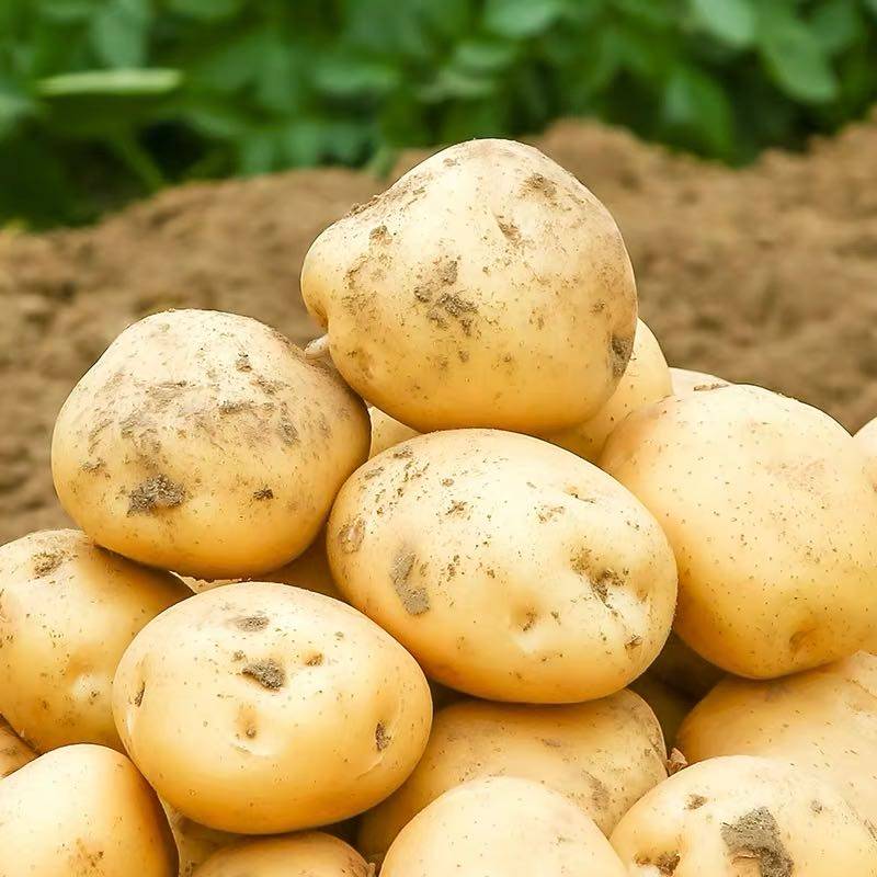 土豆农家菜新鲜蔬菜马铃薯洋芋10号土豆农家自种黄心现货包邮五斤
