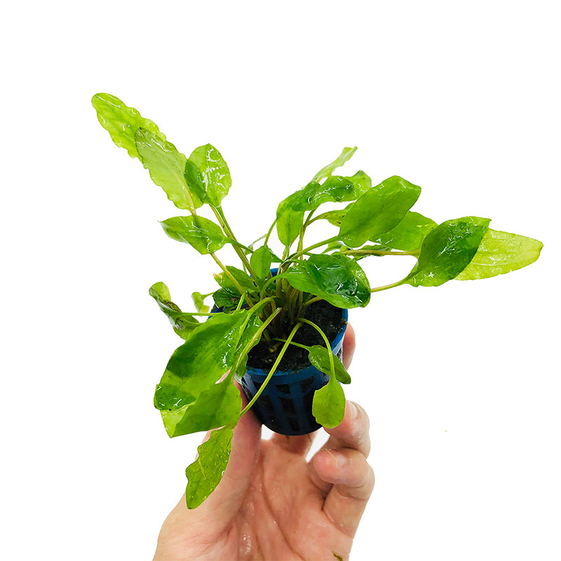 水草鱼缸造景草绿温蒂椒草迷你青椒咖啡椒小水草