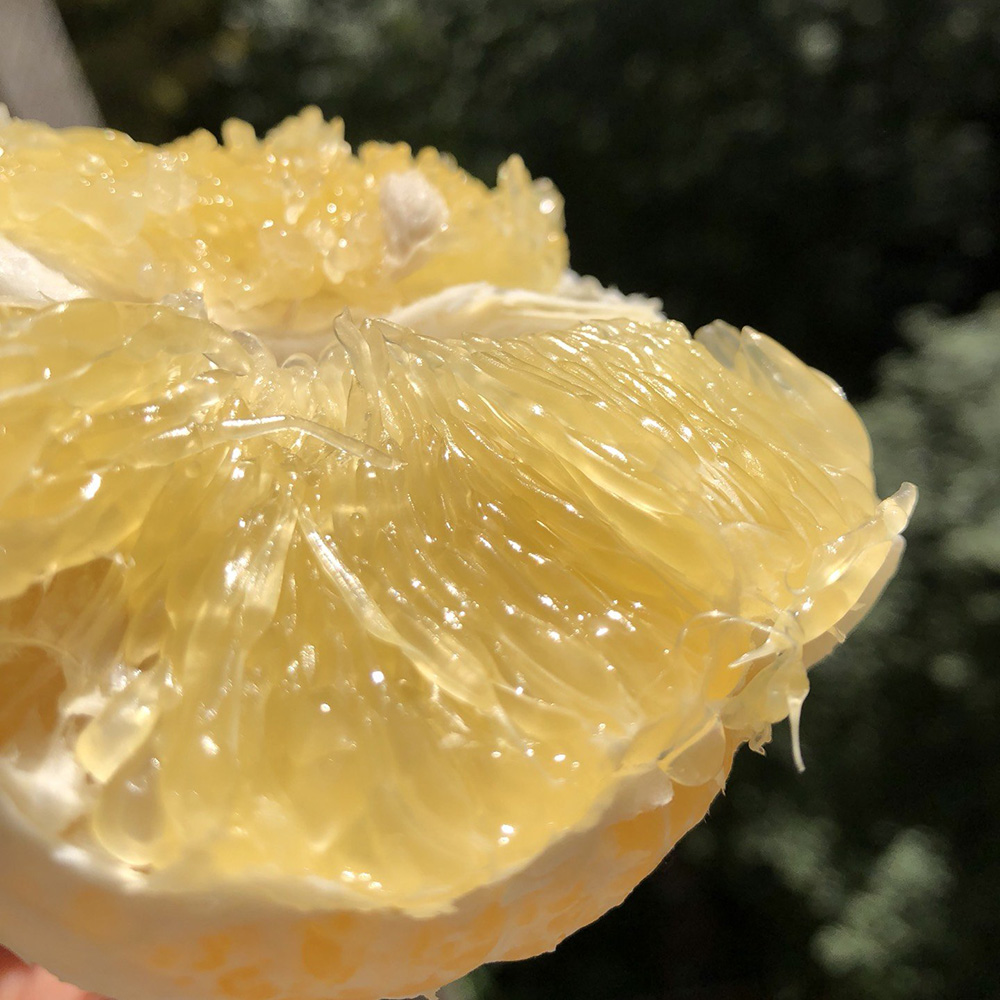 葡萄柚台湾黄金黄心柚子纯甜爆汁新鲜5斤孕妇柚子