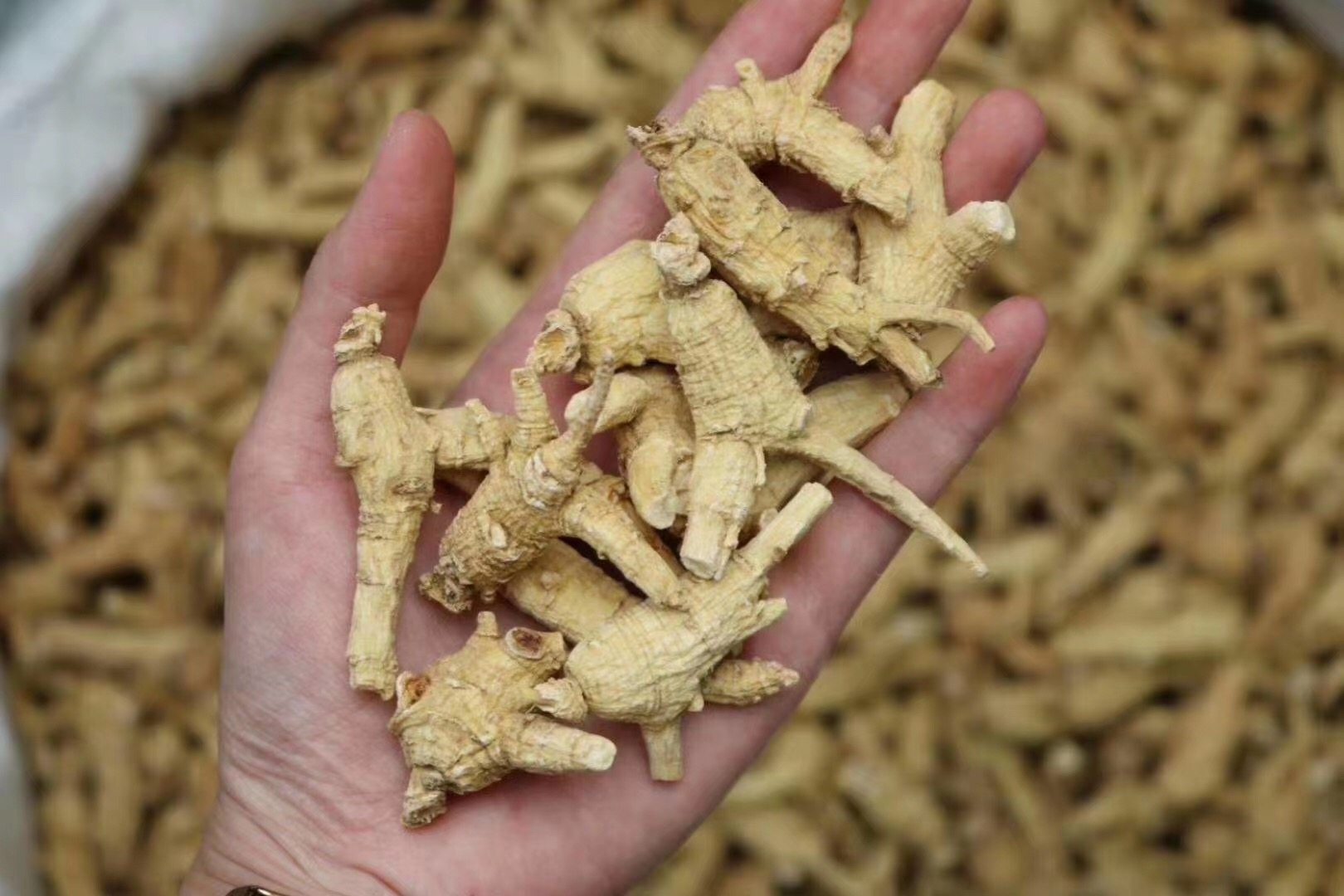 西洋参纹路纵深横纹清晰浓郁参味肉质白皮色好西洋参