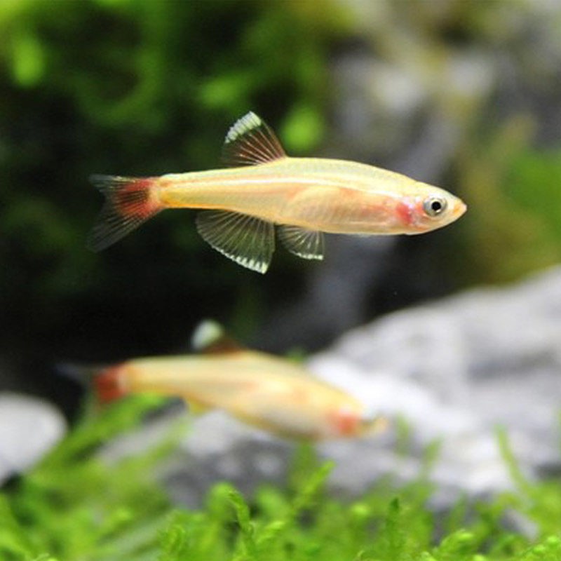 白云金丝冷水鱼小型灯科草缸淡水鱼新手闯缸鱼不鱼