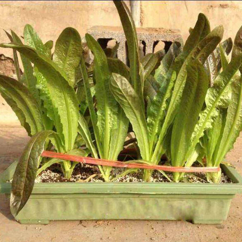 紫油麦菜种子特色香甜紫红色斑点油麦菜籽四季家庭园艺种子