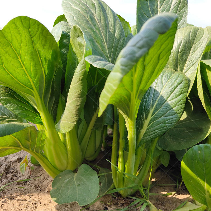 菘菜种子养生小白菜四季速生松菜小油菜青菜种籽阳台盆栽蔬菜种孑_双