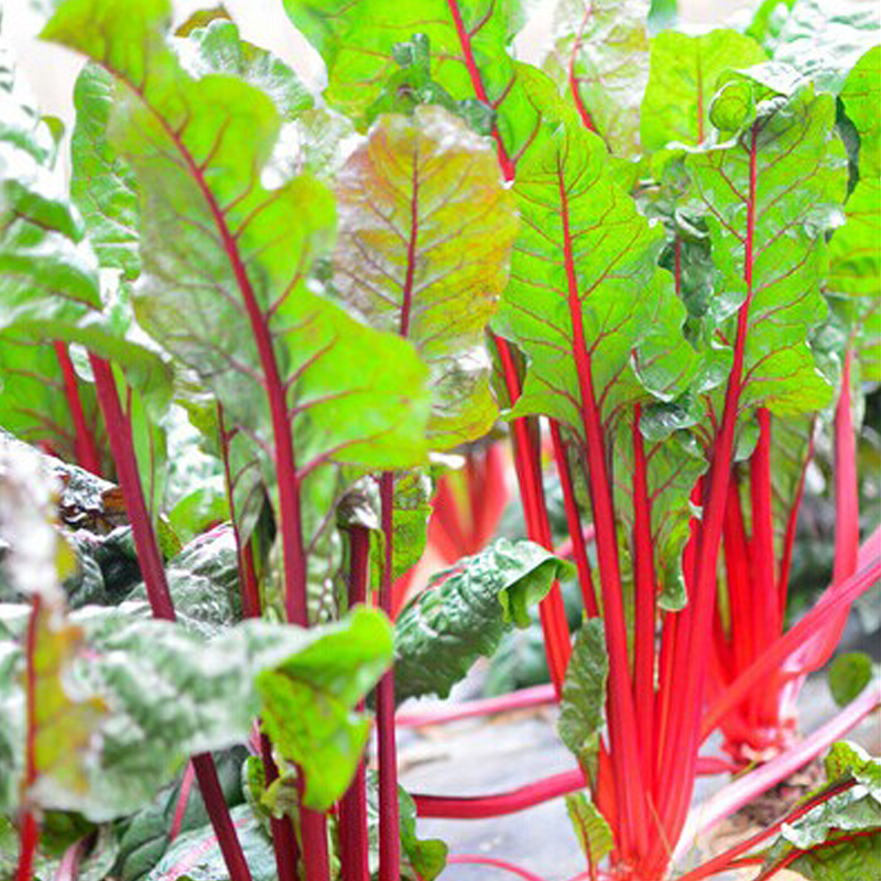 红根菜籽菜种蔬菜盆栽阳台四季红叶甜菜达菜家庭园艺种子