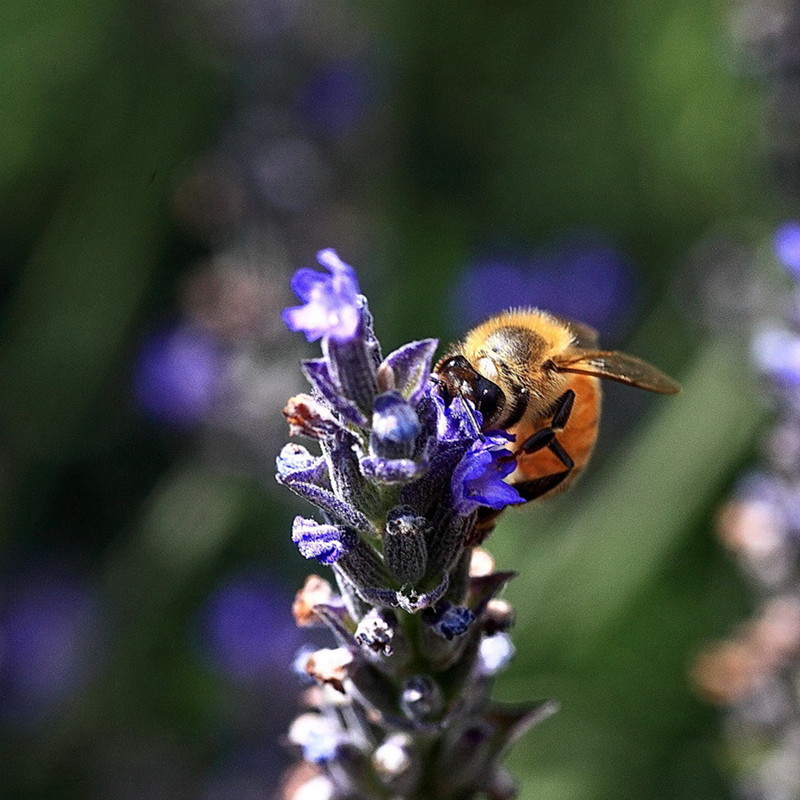 新疆伊犁黑蜂农户自产自销薰衣草蜂蜜1kg特产天然纯净农产品包邮