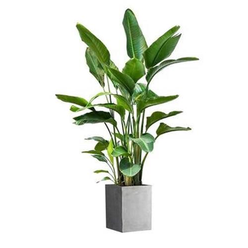 天堂鸟植物大h鹤望兰真花北欧室内花客厅花卉好养水培盆栽大型绿
