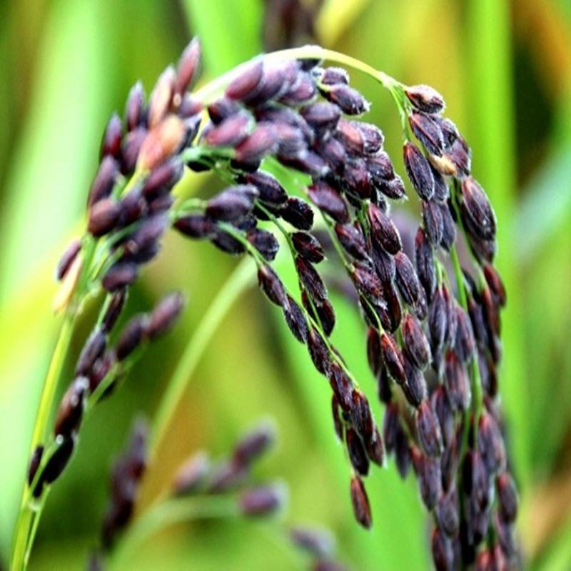 谷种黑米种子2022年水稻高产陕西稻谷500g糯米其它粮食