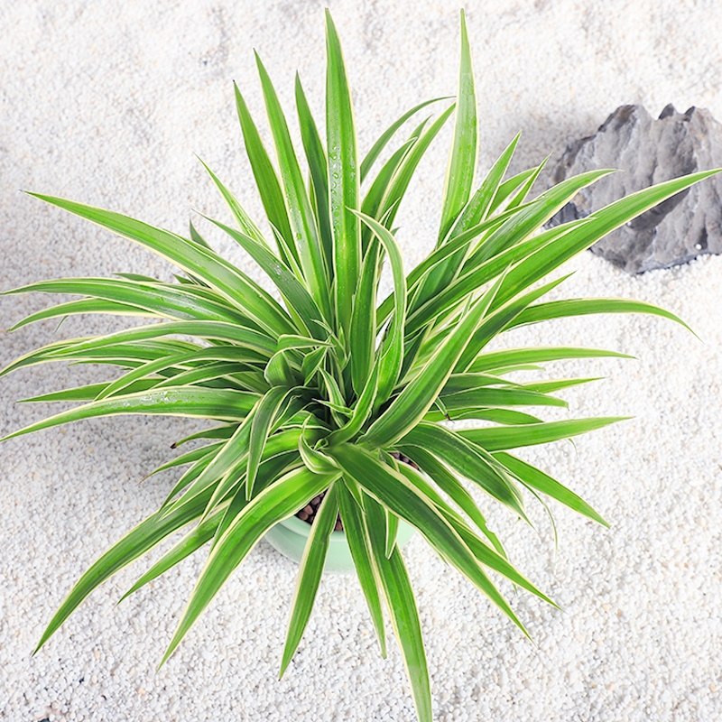 金边花卉垂吊桌面甲醛除去易活吊兰好养室内绿植