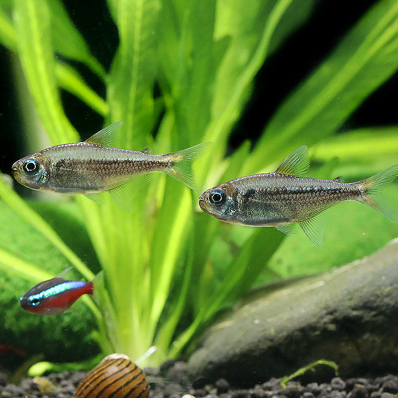 黄金可卡灯鱼白金霓虹帝王活体草缸热带观赏鱼