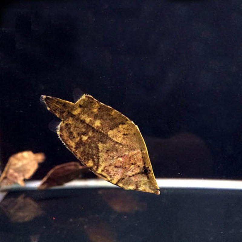 叶形叶鱼又名枯叶鱼多进口稀有非人工热带观赏鱼鱼