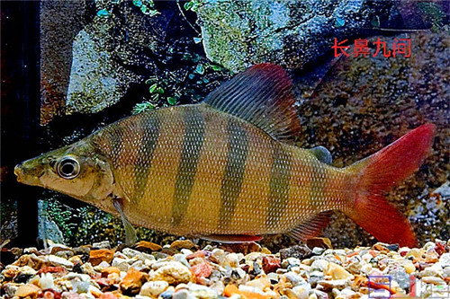 长鼻九间皇冠小丑热带观赏鱼活体鱼