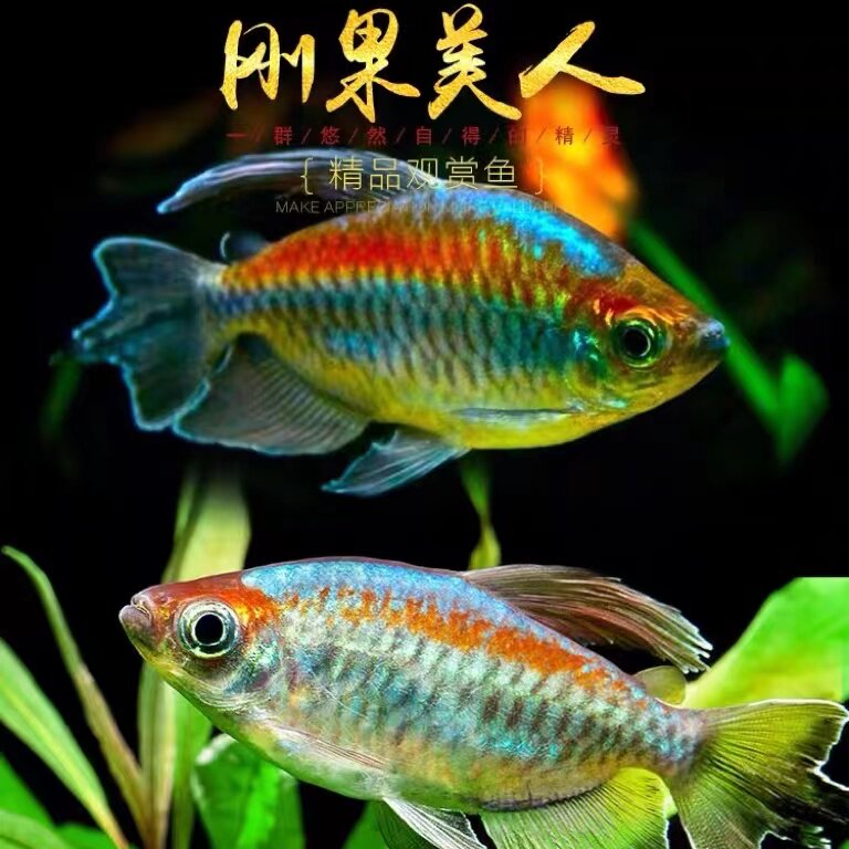 混养可混刚果美人鱼水族宠物观赏鱼彩色游鱼小型鱼