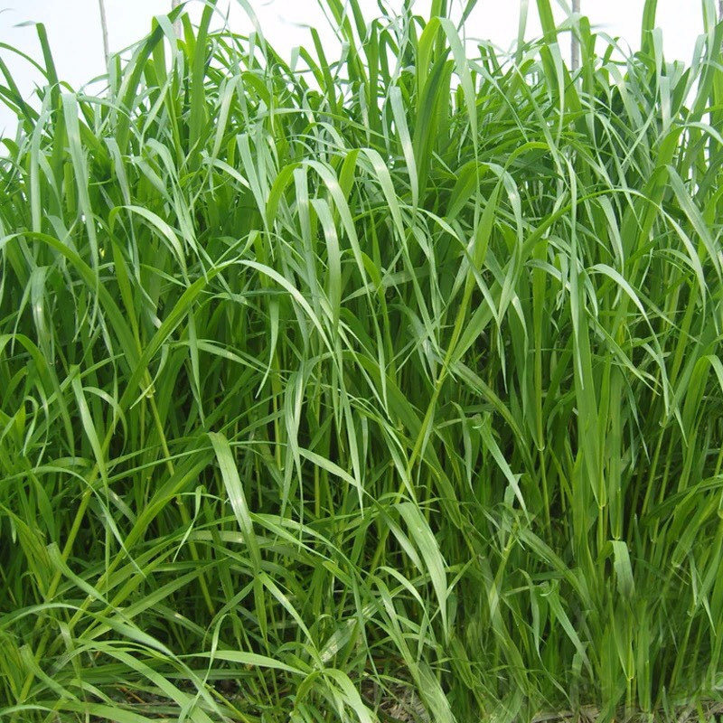 种子进口耐寒宽叶牧草多年生黑麦草养殖牛羊畜牧家庭园艺种子
