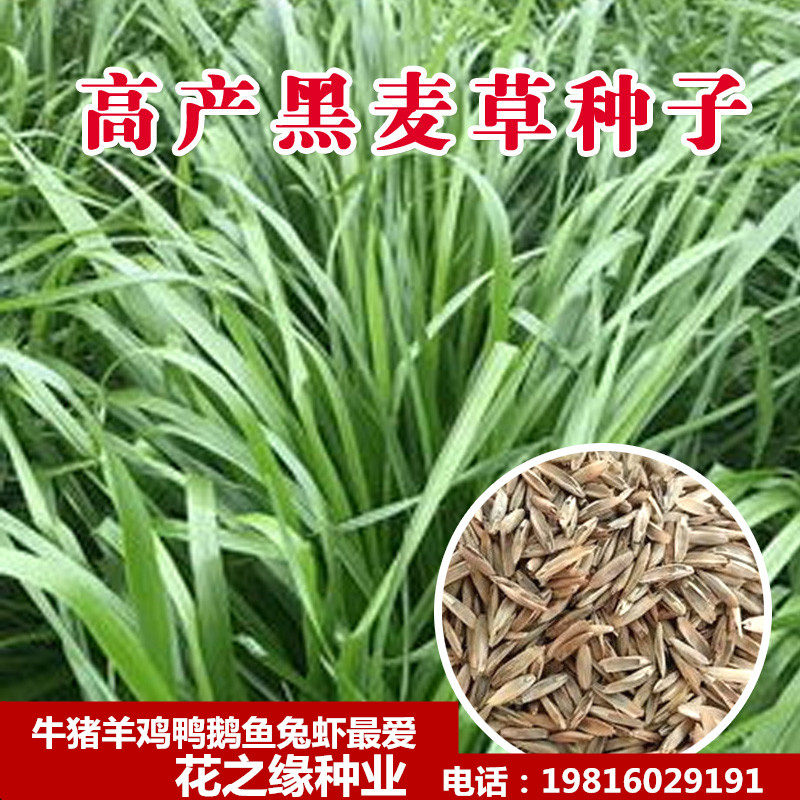 种子进口耐寒宽叶牧草多年生黑麦草养殖牛羊畜牧家庭园艺种子