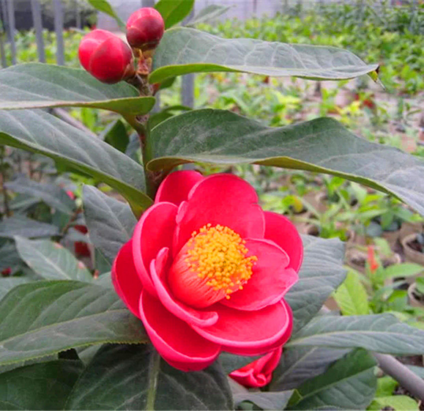 四季海棠越南抱茎茶花盆栽开花名贵品种客厅时令草本花卉