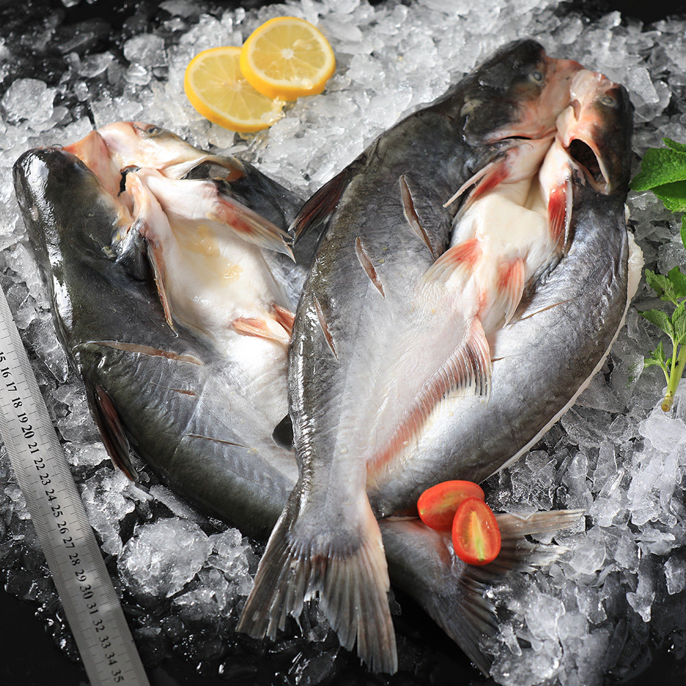 开背沙鱼新鲜活鱼冷冻整条湄公烤鱼超大凌波巴沙鱼