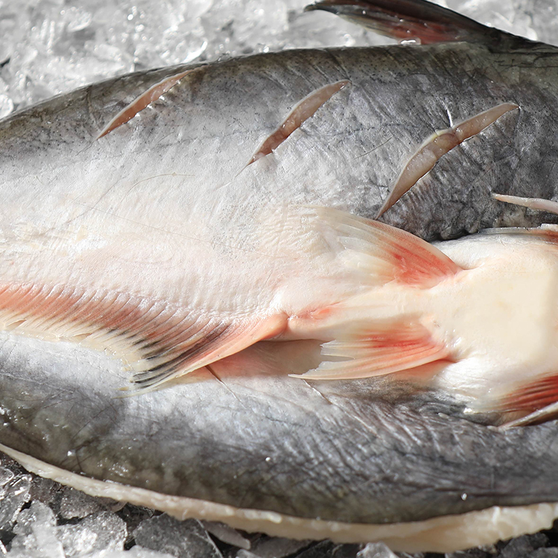 新鲜整条沙鱼活鱼开背湄公鱼整条烤鱼海鲜鲜活巴沙鱼