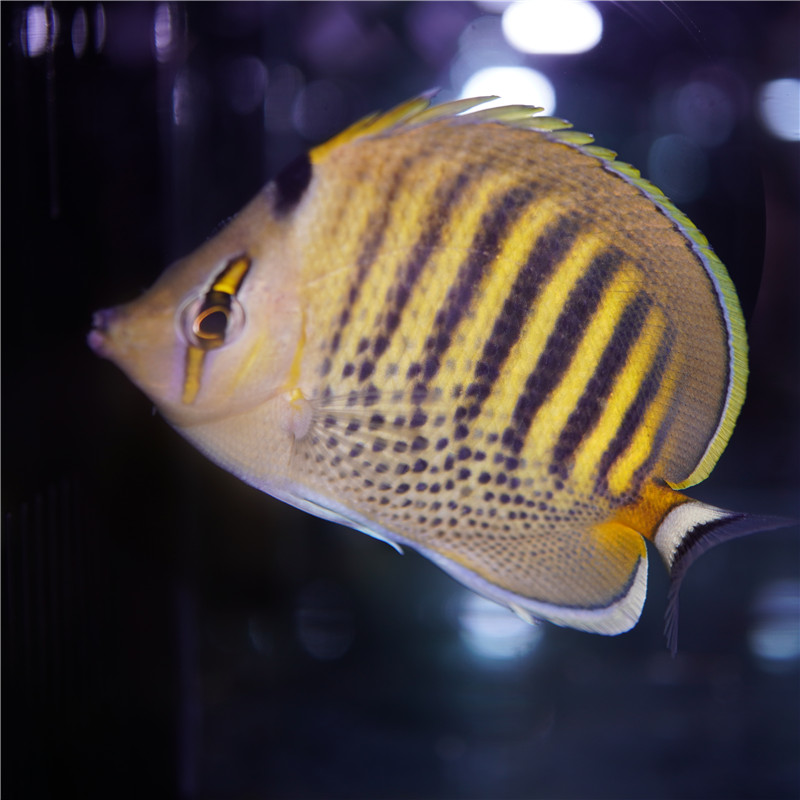 虎纹蝶鱼海水观赏鱼活体水族宠物顺丰包活斑带鱼