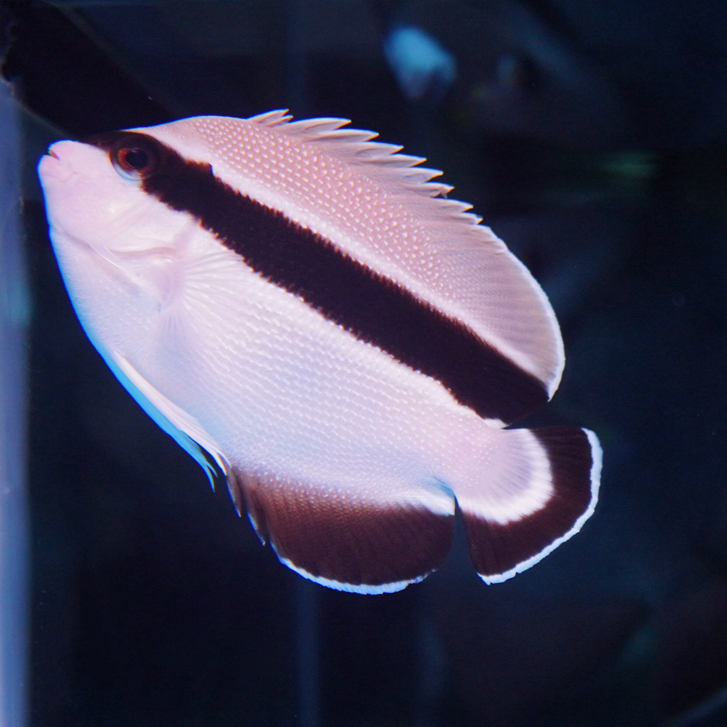 贼仙海水神仙鱼海鱼活鱼海水观赏鱼水族宠物活体顺丰