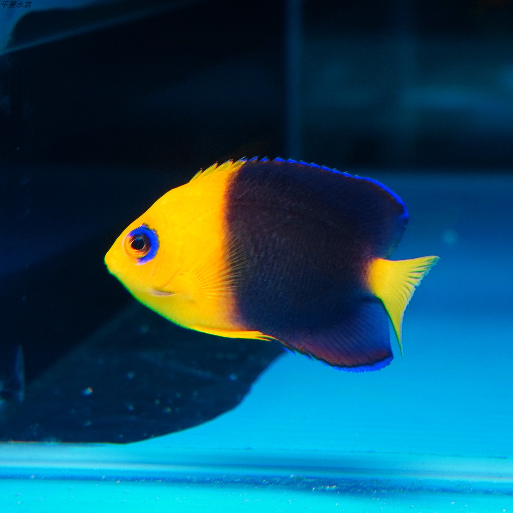 美国可可仙鱼海水观赏鱼水族宠物活体顺丰包活