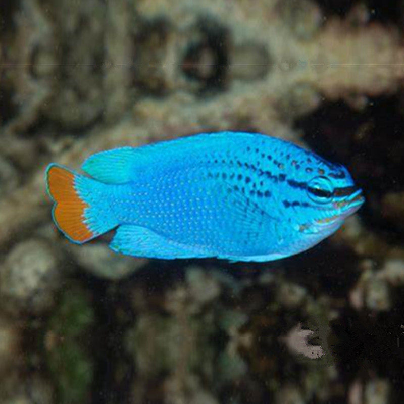 橙尾蓝魔鱼雀鲷鱼海水观赏鱼海鱼活体水族宠物顺丰