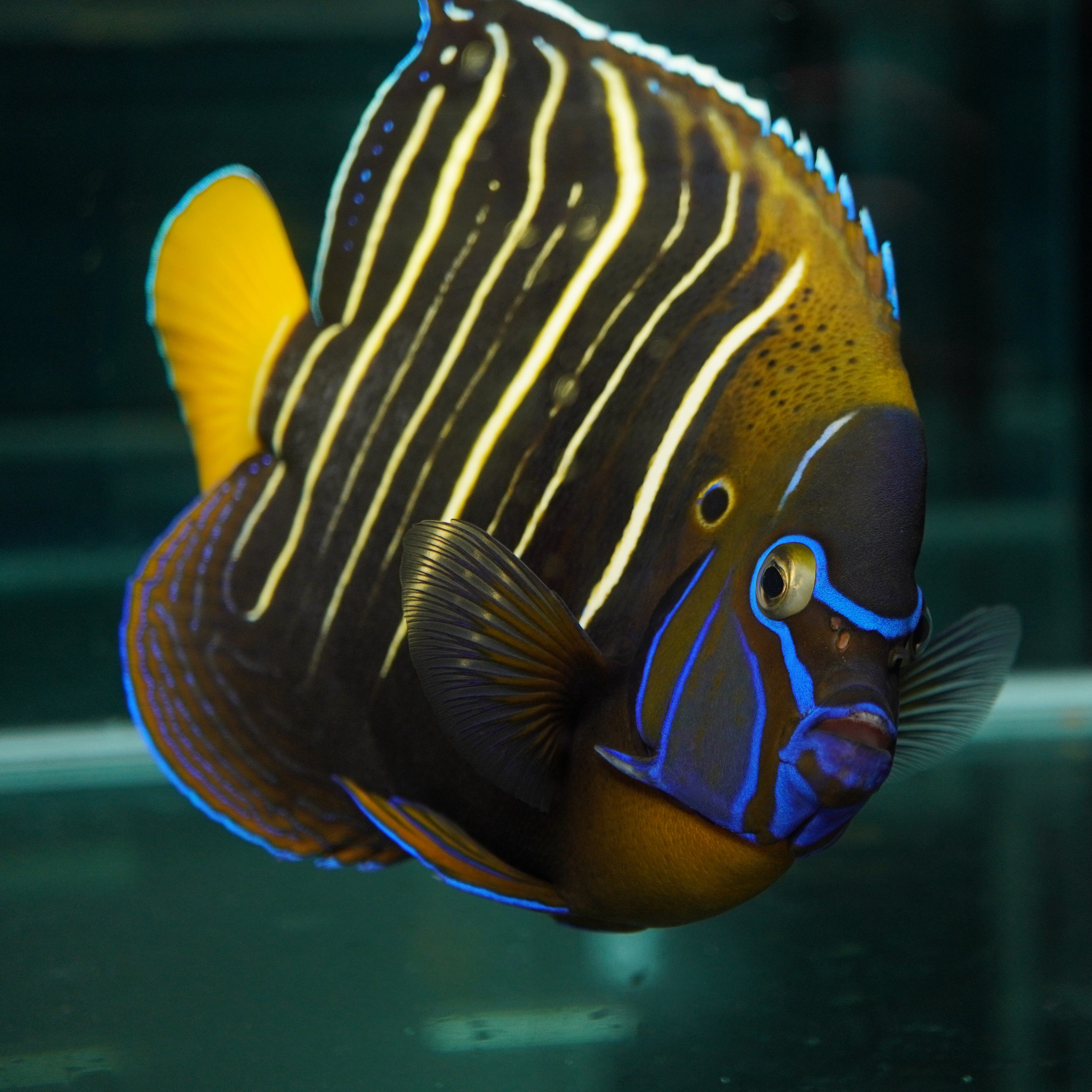 东非耳斑神仙海水观赏鱼水族宠物活体鱼